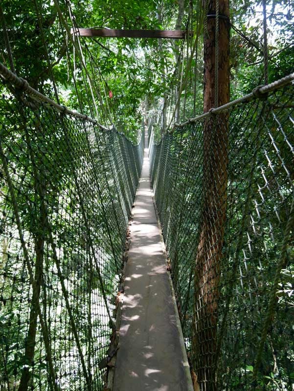 The Canopy Walkway in Taman Negara isn't just any stroll along a forest.