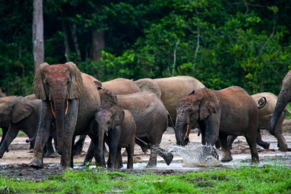 The 12 Most Magical Spots in Congo You Can’t Miss