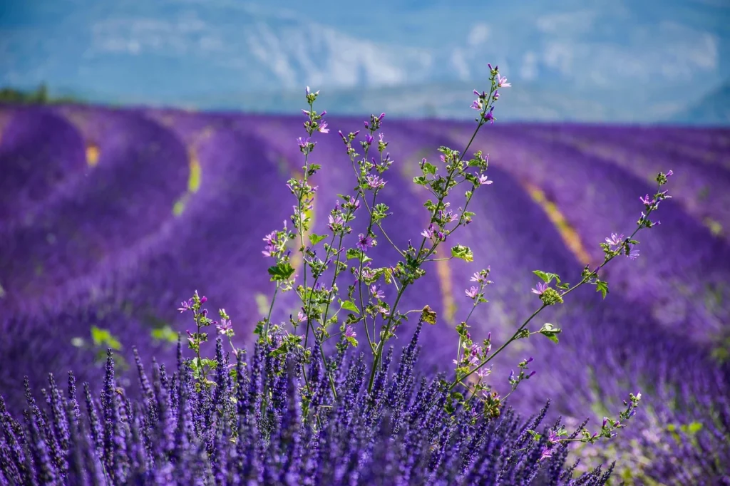 Lavender fields in France are easy to reach thanks to flights with FrenchBee
