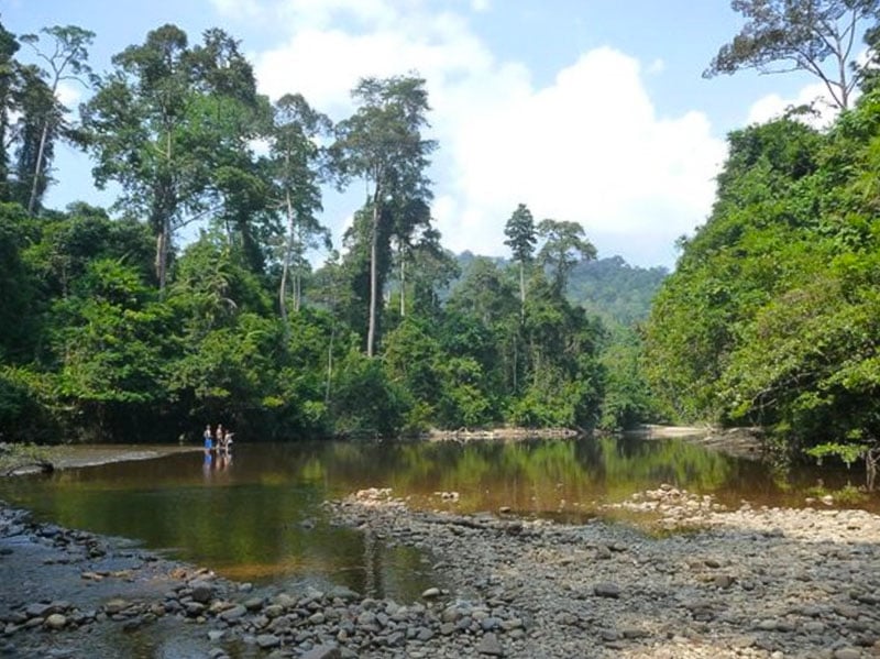 For lovers of birds, the Lubok Simpon area is a popular destination.