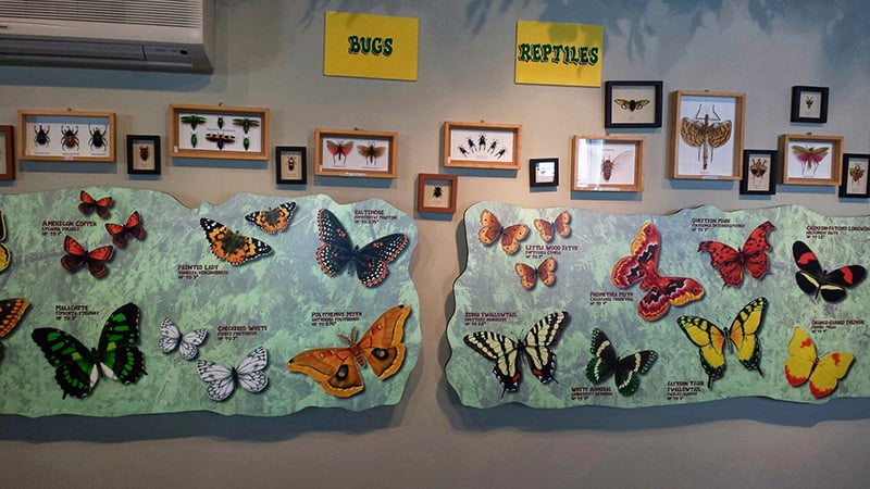 Vivid flutter in tranquility: The enchanting Mackinac Island Butterfly House, a kaleidoscope of delicate winged wonders.
