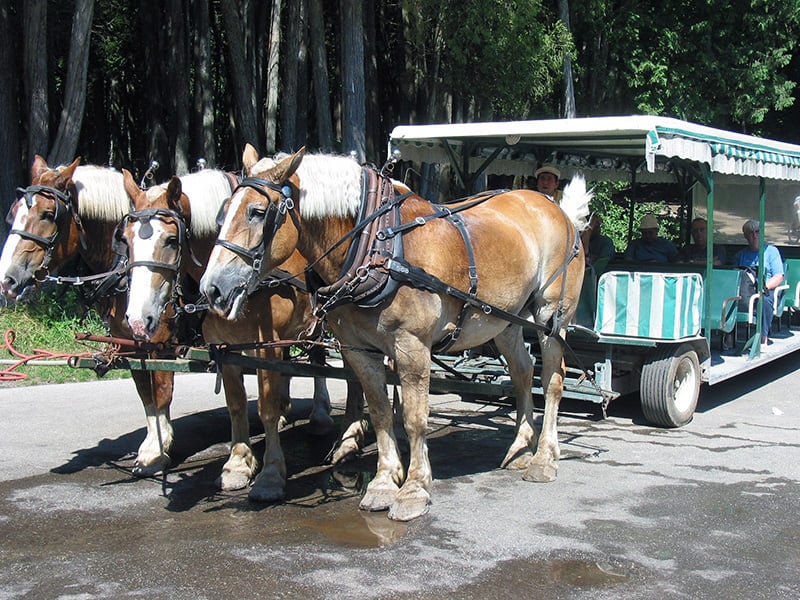 Traverse time in style: Mackinac Island Carriage Tours, a leisurely journey through history and scenic beauty.
