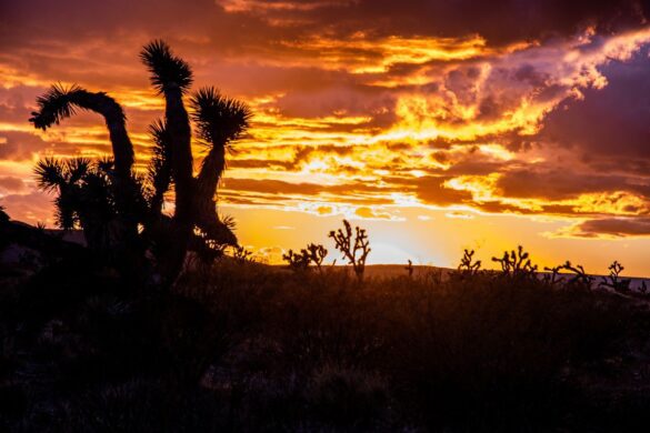 The Ultimate Mojave Desert Guide: 12 Things to Do & Places to Go