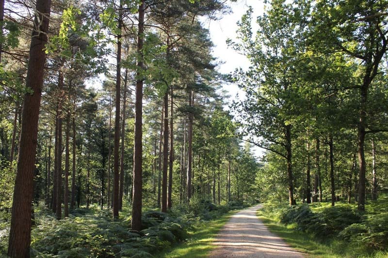 The safari in the New Forest provides an opportunity to view local animals in their natural setting.
