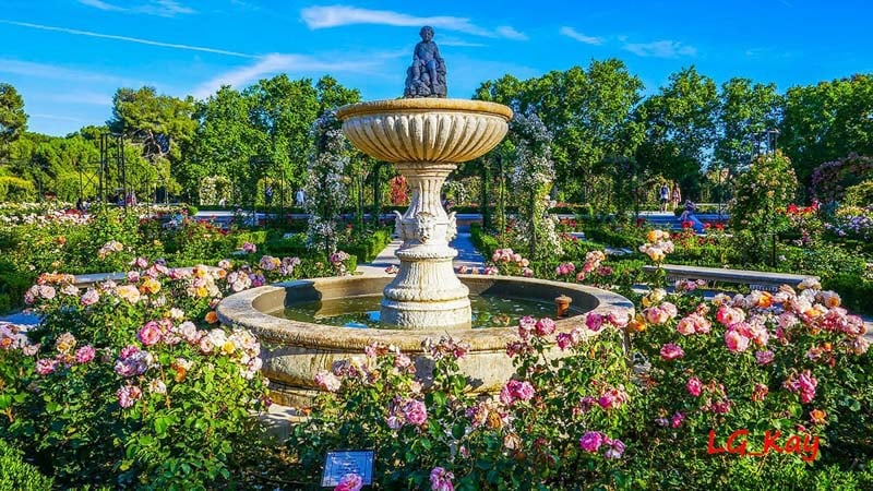 Oeste Park Rose Garden in Madrid is a wonderful haven.