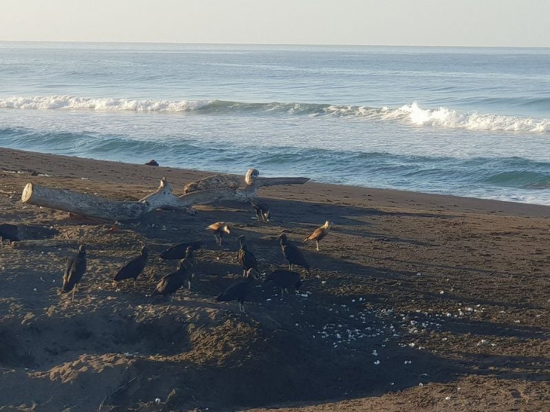 Visiting the Ostional Wildlife Refuge is among the top activities on the Nicoya Peninsula, particularly for wildlife enthusiasts.