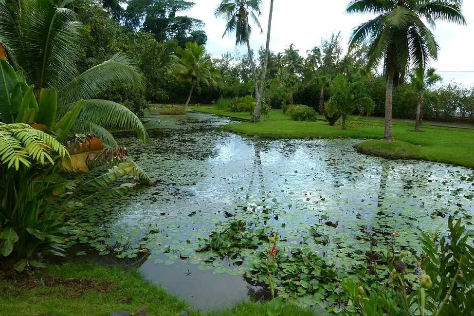 The Water Gardens of Vaipahi