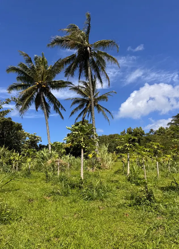 ONO Organic Farms