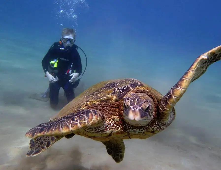 Maui Dreams Dive Co.