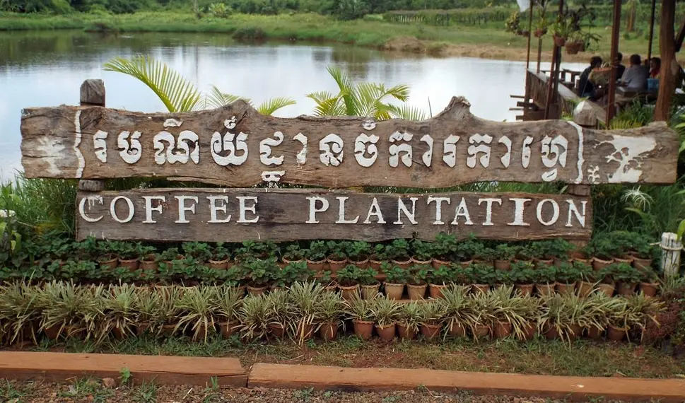 Coffee Plantation