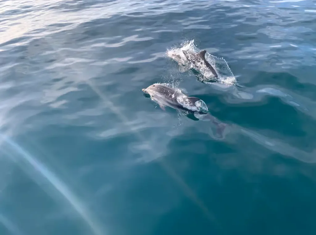 Sailing & Dolphin Watching