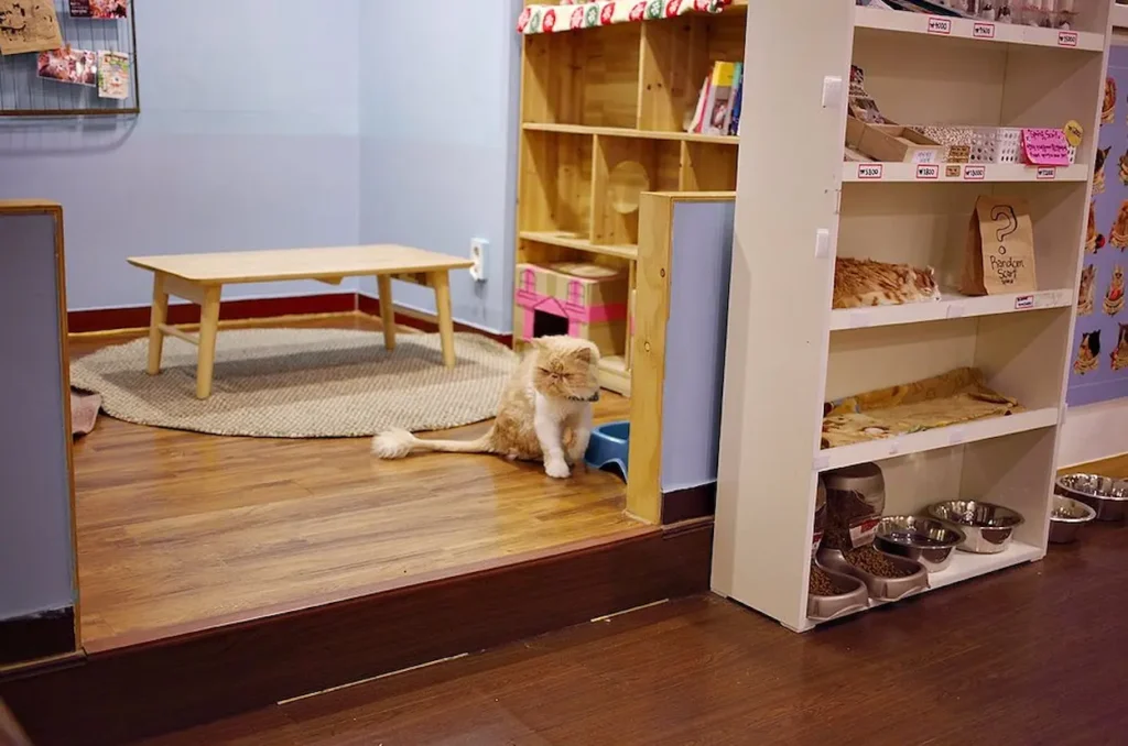 Myeongdong Cat Playground