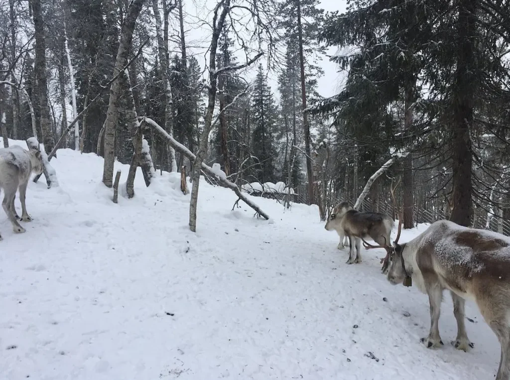 Reindeers at Samiland