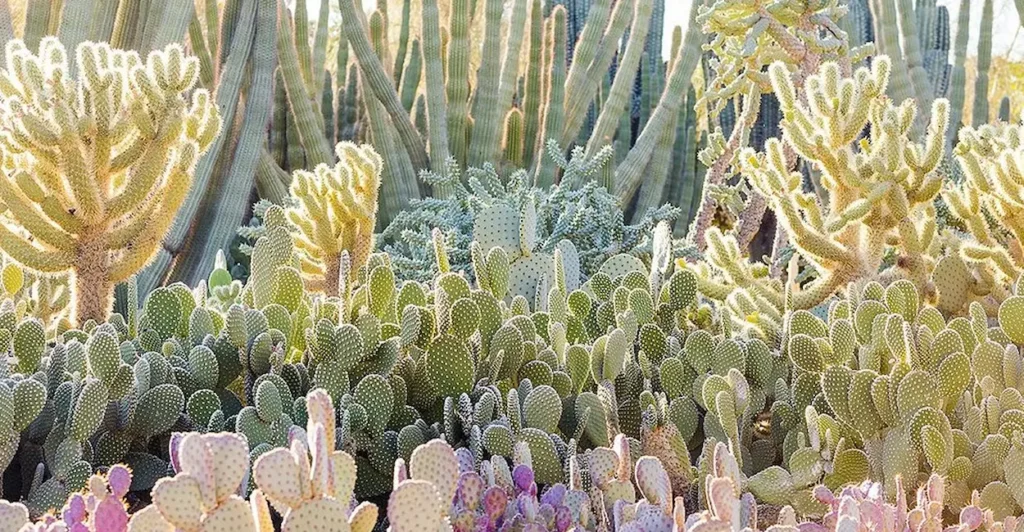 Desert Botanical Garden in Phoenix, Arizona