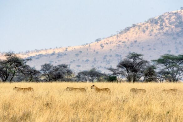 A guide to the best things to do in Serengeti right now