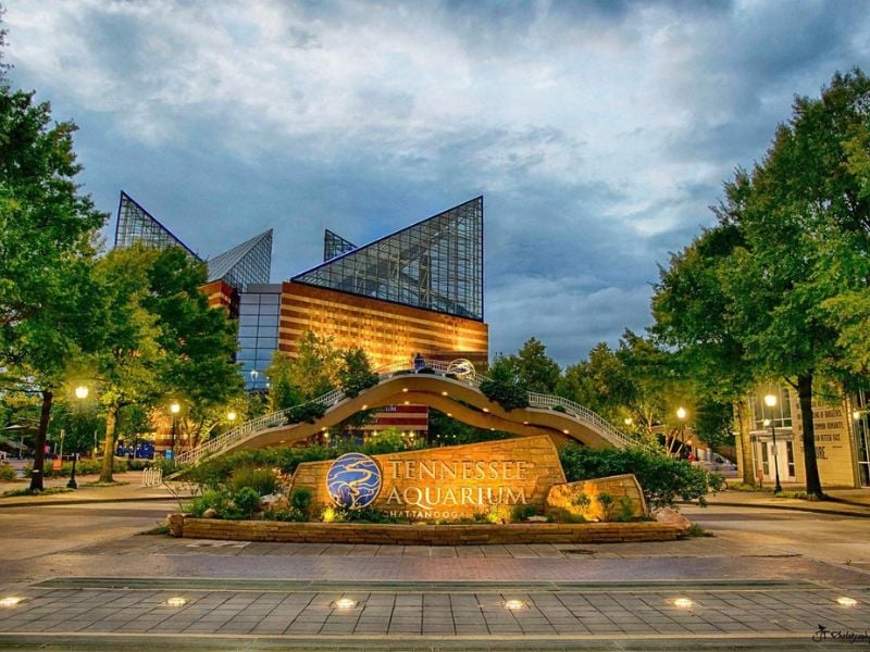 Immerse yourself in the wonders of aquatic life with a night visit to the Tennessee Aquarium, experiencing it in a new light.