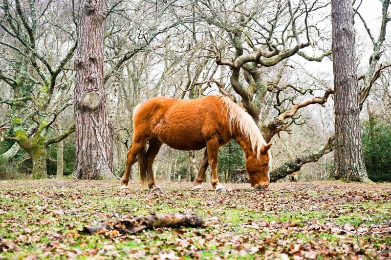 Above and beyond its scenic splendor, the New Forest is a center of activity.