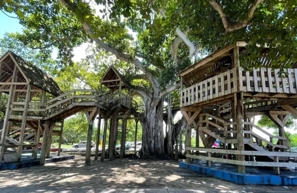 Banyan Treehouse Bar