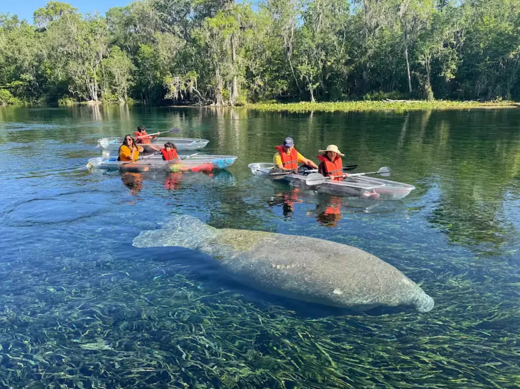 Manatees and Monkeys Paddle Tour at Silver Springs