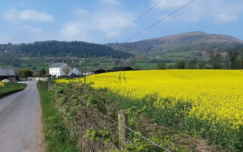 Country road beside a bright yellow field in Abergavenny.