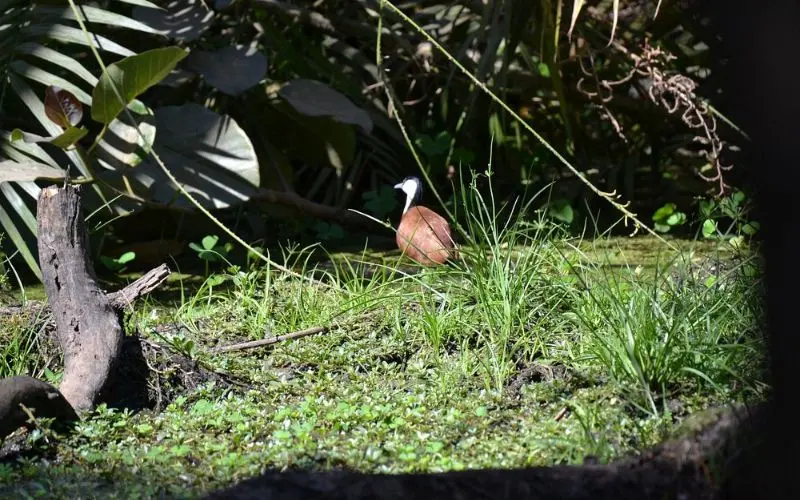 Abuko Nature Reserve in Gambia with bird among grass and wetlands.