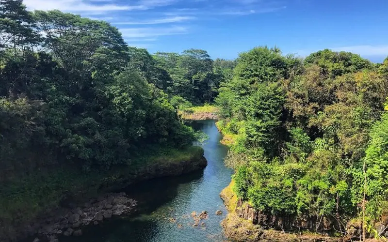 A river surrounded by lush green trees in Hilo.