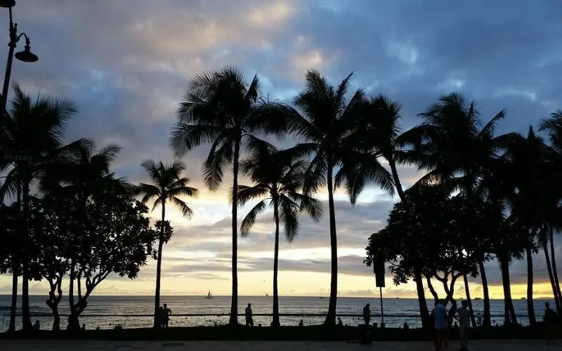 Palm trees silhouetted against the sunset at Waikiki Beach.