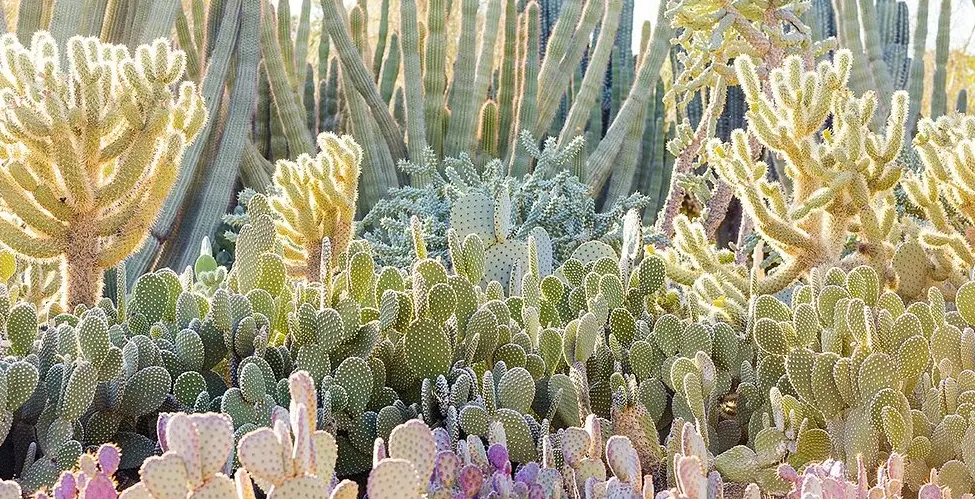 Desert Botanical Garden