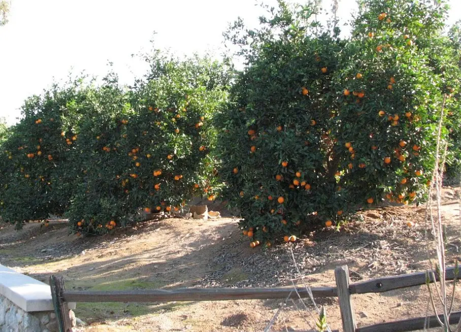 California Citrus State Historic Park