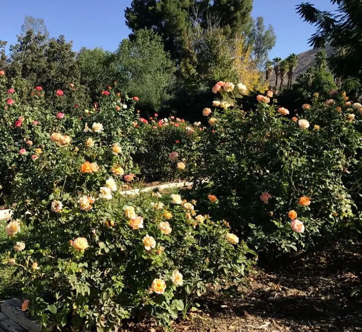 University of California Riverside Botanic Gardens