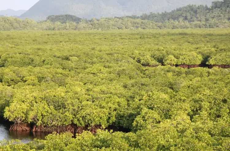 Del Carmen Mangrove Reserve