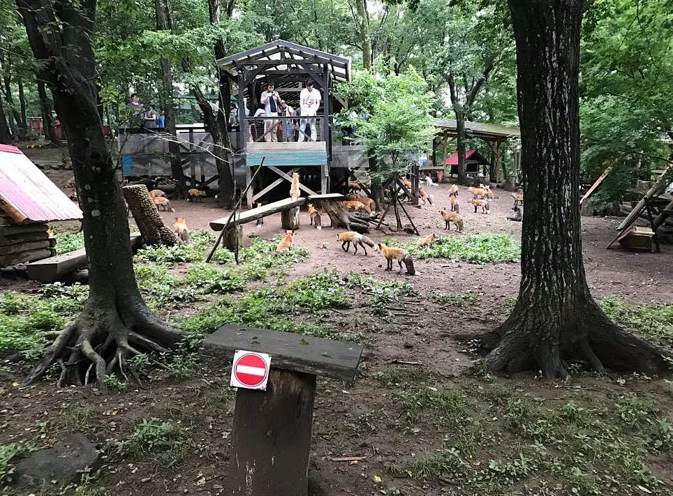 Miyagi Zao Fox Village
