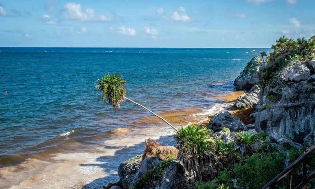 Rocky coastline and leaning palm tree by the blue water in Tulum.