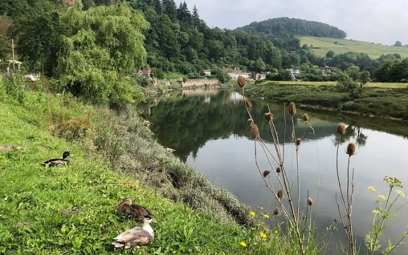 Calm river and greenery with ducks at Wye Valley AONB.