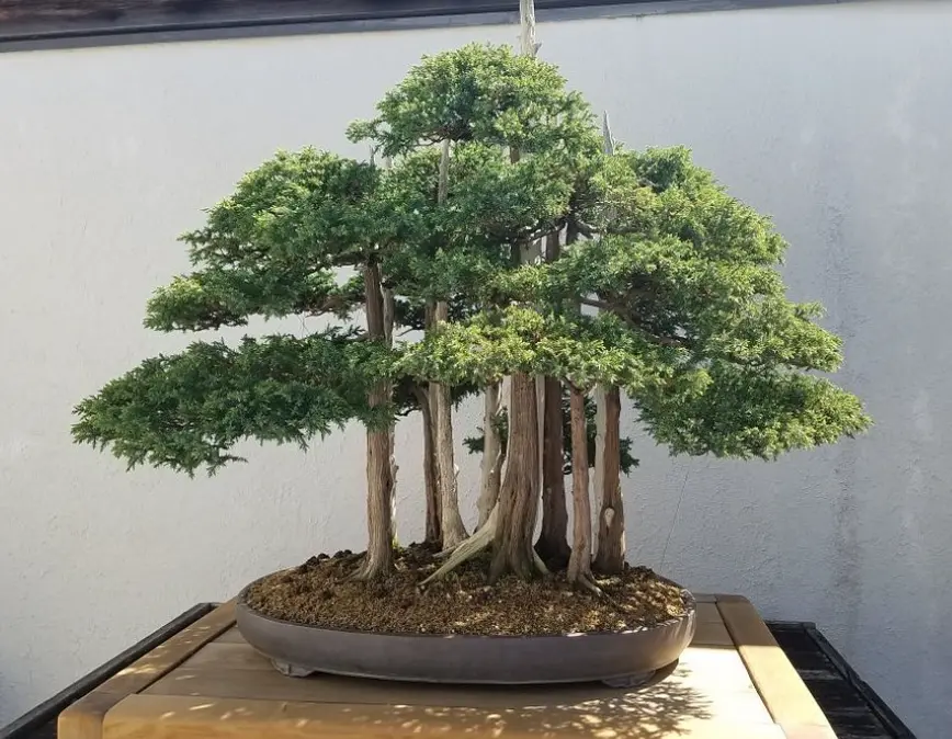 U.S. National Arboretum