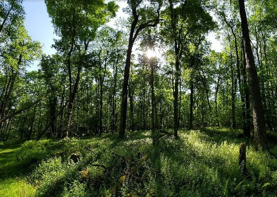 Herrington Manor State Park