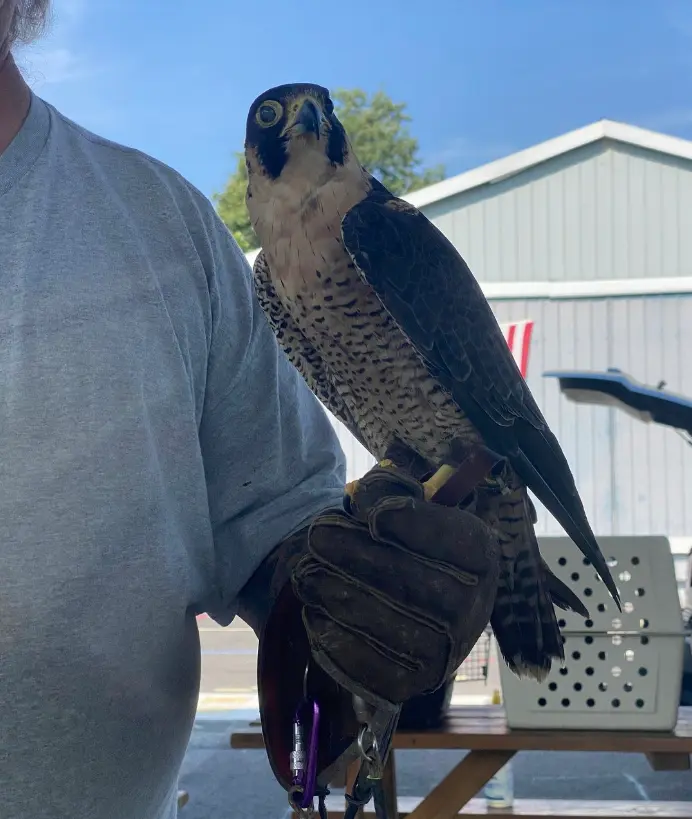 Birds of prey with a master falconer