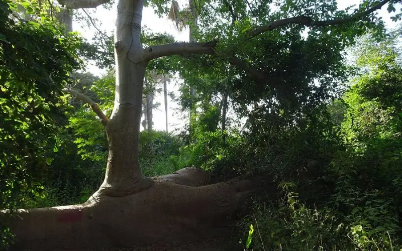 Bijilo Forest Park in Gambia with giant baobab tree and greenery.