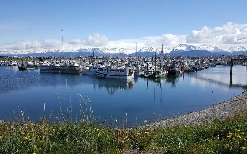 Harbor filled with fishing boats and snowy peaks in Homer.