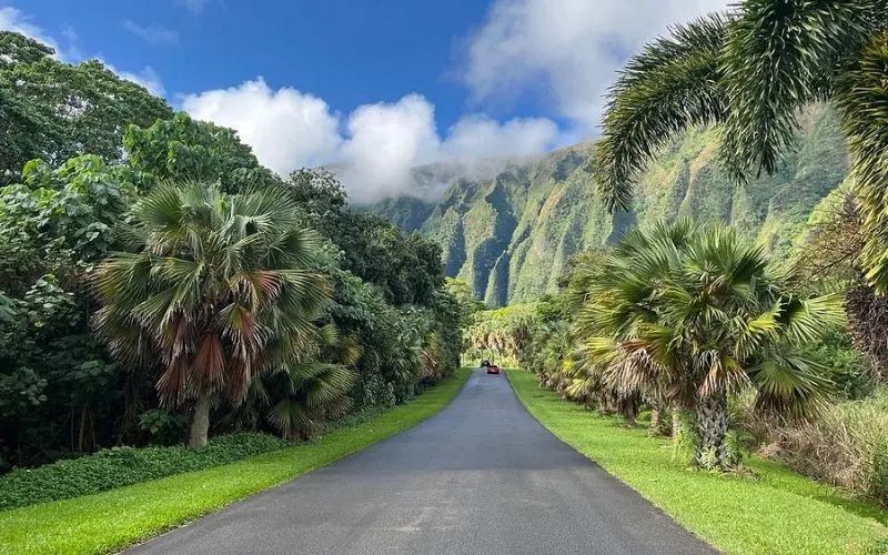 A road lined with palm trees leading to misty mountains in Kaneohe.