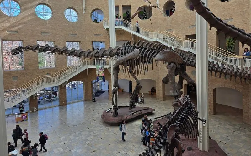 Dinosaur skeletons on display inside the Fernbank Museum.