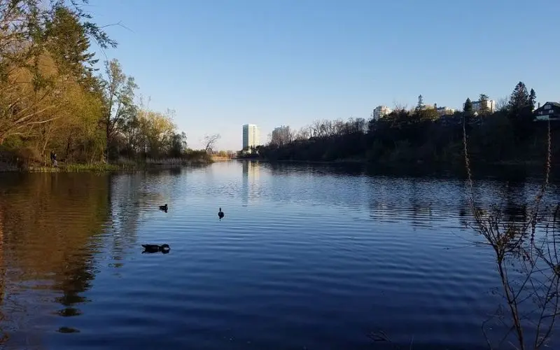 Ducks swimming on a calm pond at High Park in Toronto.