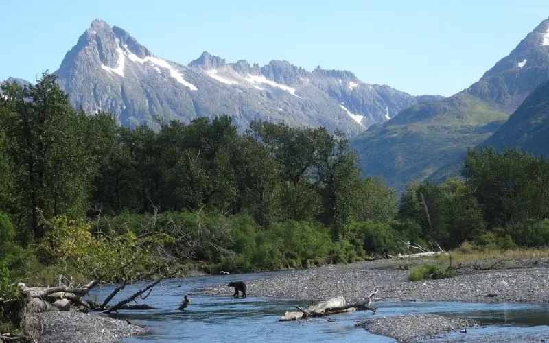 Mountain landscape with a bear by the river in Kodiak.