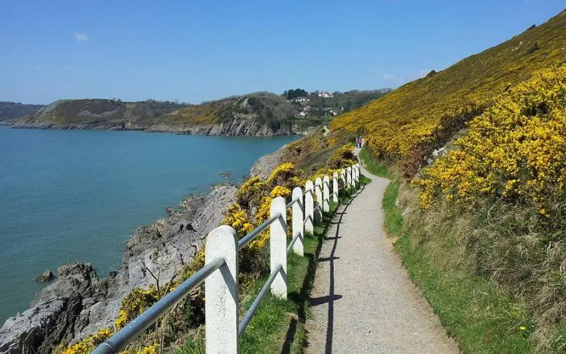 Coastal walking path with yellow flowers at Rhossili Bay.