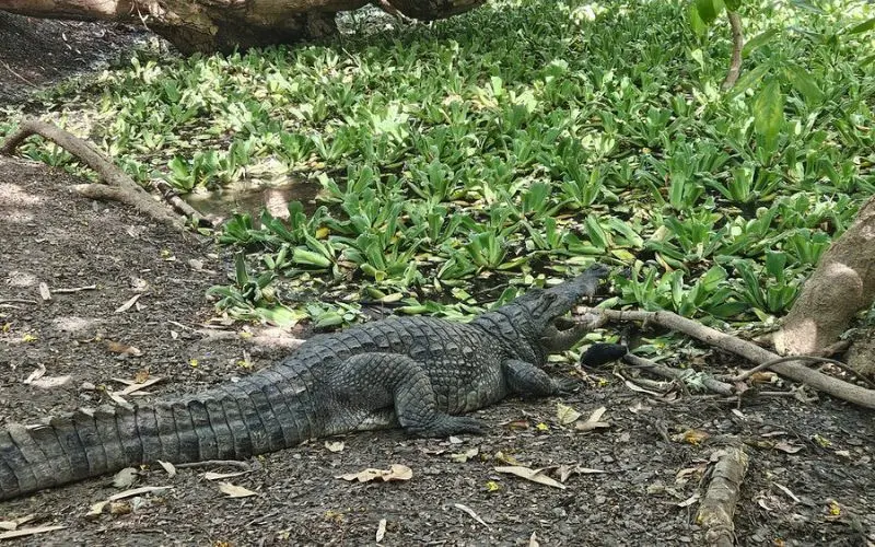 Kachikally Crocodile Pool in Gambia with crocodile resting on ground.