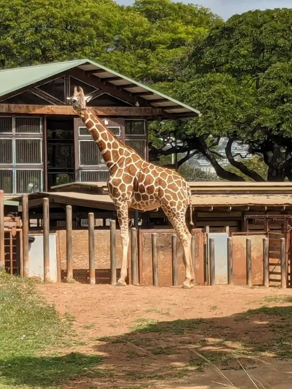 Giraffe standing in its enclosure at Honolulu Zoo.