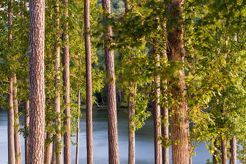 Exploring Alabama's diverse wonders: from serene forests to coastal paradises, nature's beauty beckons exploration.