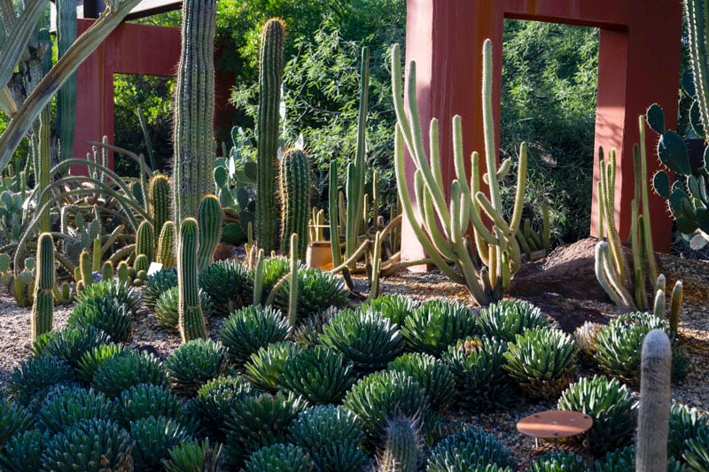 Discover the Desert Botanical Garden, where teens explore diverse plant life in a captivating natural setting.