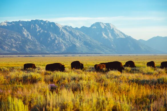 The Most Beautiful places to visit in Grand Teton National Park