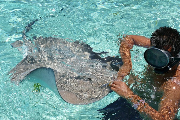 Leaopard Rays 12 Amazingly Beautiful Places in Bora Bora (Bucket List Spots)